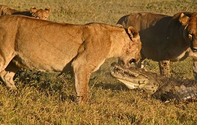 Three Lionesses vs Crocodile Seen On www.coolpicturegallery.us