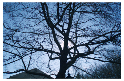 branches copy