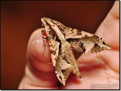 Eupanacra elegantulus-20090109_2665-480