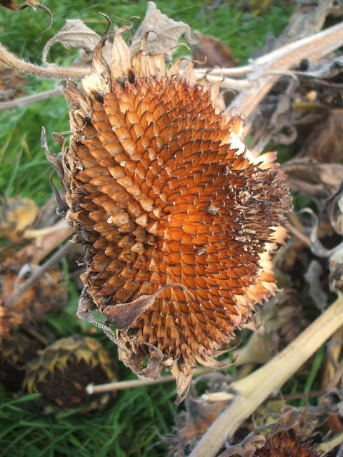 macro photo of a sunflower seed head at the allotment