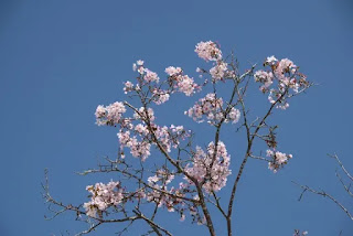 桜の花