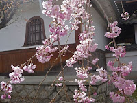 華頭窓と八重紅しだれ桜。