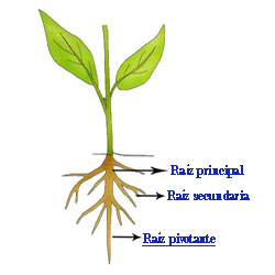 La raíz pivotante tiene la raíz principal mas desarrollada que las raíces secundarias.