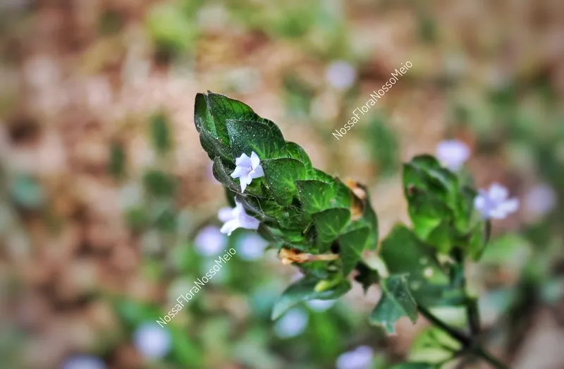 Ruellia blechum com pequena flor lilás em meio a brácteas verdes da inflorescência