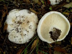 Russula delica