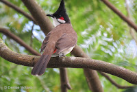 Red-whiskered Bulbul – Lyon Arboretum, Honolulu, HI – © Denise Motard