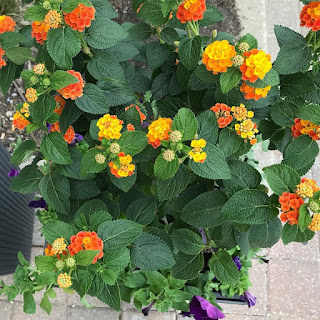 Pohon Lantana (Tembelekan)