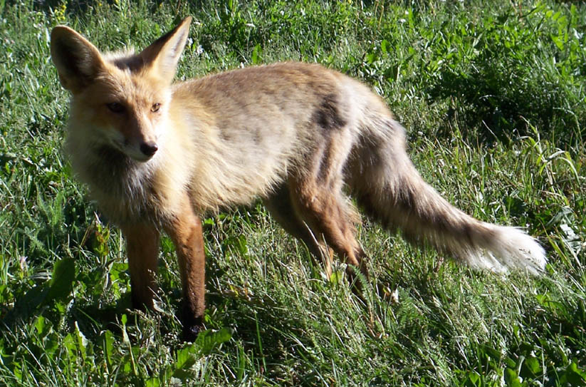 red fox jumping. Red fox at night,