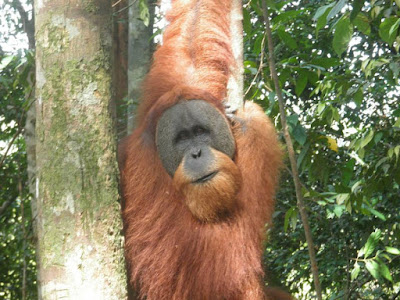 Two Days Orangutan Trek