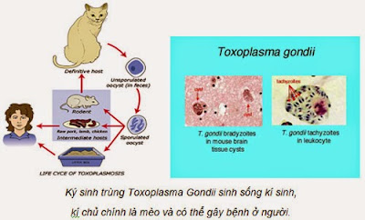 Dịch tễ học của bệnh Toxoplasma