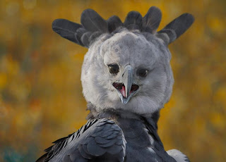 Harpy Eagle images