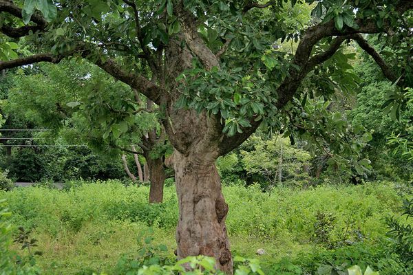 Семекарпус анакардиум (Semecarpus anacardium)