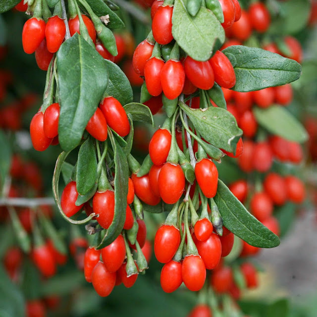 Foto Buah Goji Berry Cantik