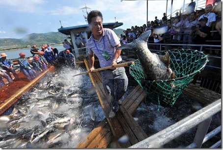 Flying Fish - Amaze Pics (1)