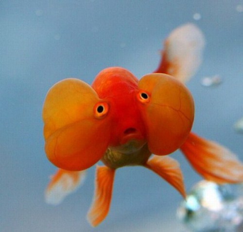 how do goldfish eggs look like. how do goldfish eggs look