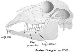 belajar biologi SISTEM PENCERNAAN HEWAN  RUMINANSIA