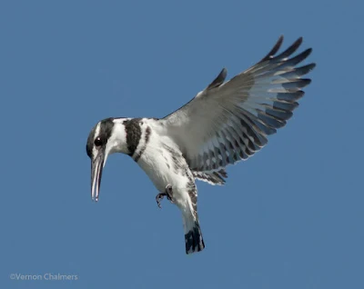 Early morning Pied King Fisher - Woodbridge Island 04