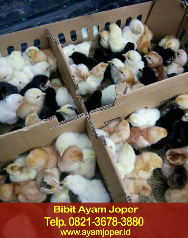 Jual Bibit Ayam Jawa Super Sorong 