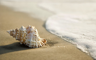 shell-beach-wallpaper-2560x1600