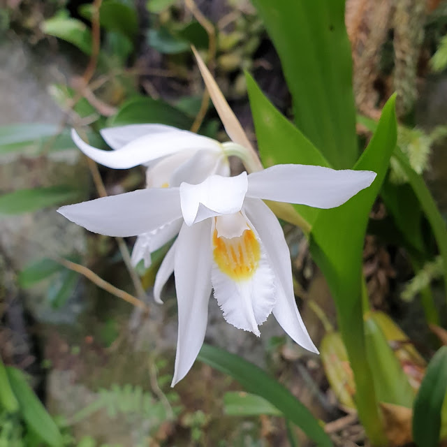 Coelogyne cumingii