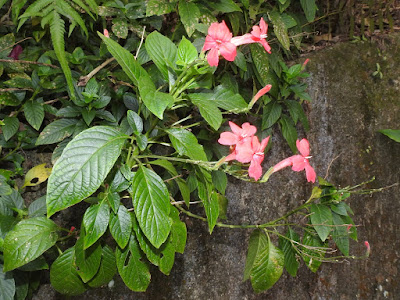 大花蘆莉的花序