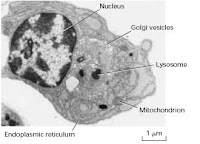 Eukaryotic cell structure