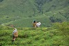 Darjeeling Tea:  A Brew from the World’s Nicest Place 