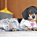 Fun Facts About the Piebald Dachshund