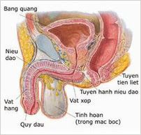 Dương vật mất khả năng cương cứng