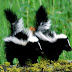 Striped Skunk HD Wallpapers