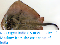 https://sciencythoughts.blogspot.com/2018/01/neotrygon-indica-new-species-of-maskray.html