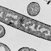 Bacillus polymyxa