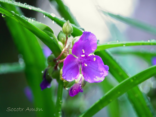 Tradescantia virginiana