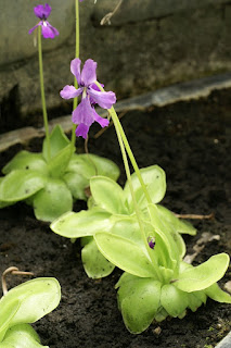 Pinguicula non identifiés - Plantes carnivores - Grassette