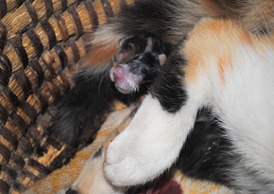 geboorte babypoesje