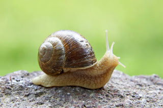 Locomotion-in-Snail(learn-4-future.blogspot.com)