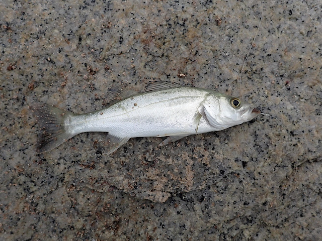 今季初カレイ狙い（林崎海岸）