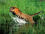 Beautiful,cute,dangerous yellow ,black tiger,tiger jumping very dangerous .