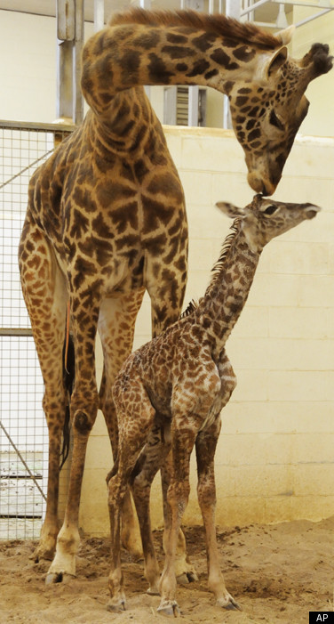 BABY GIRAFFE CONCINATTI