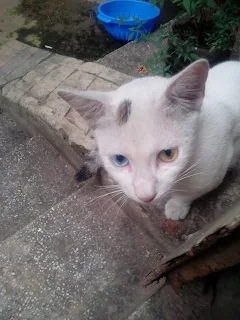 A Cat with Two different colored eyes