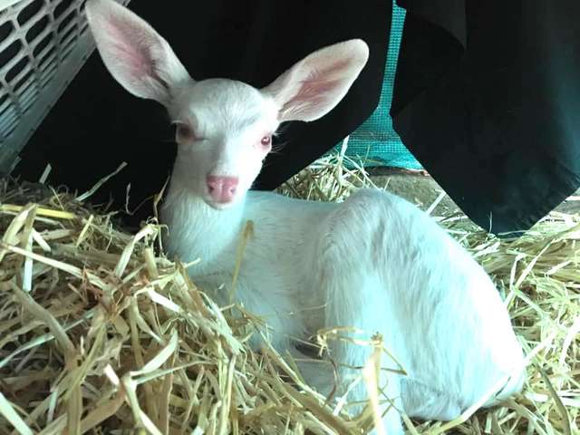 Tiny Albino Baby Deer Was Found Stranded In The Middle Of The Road