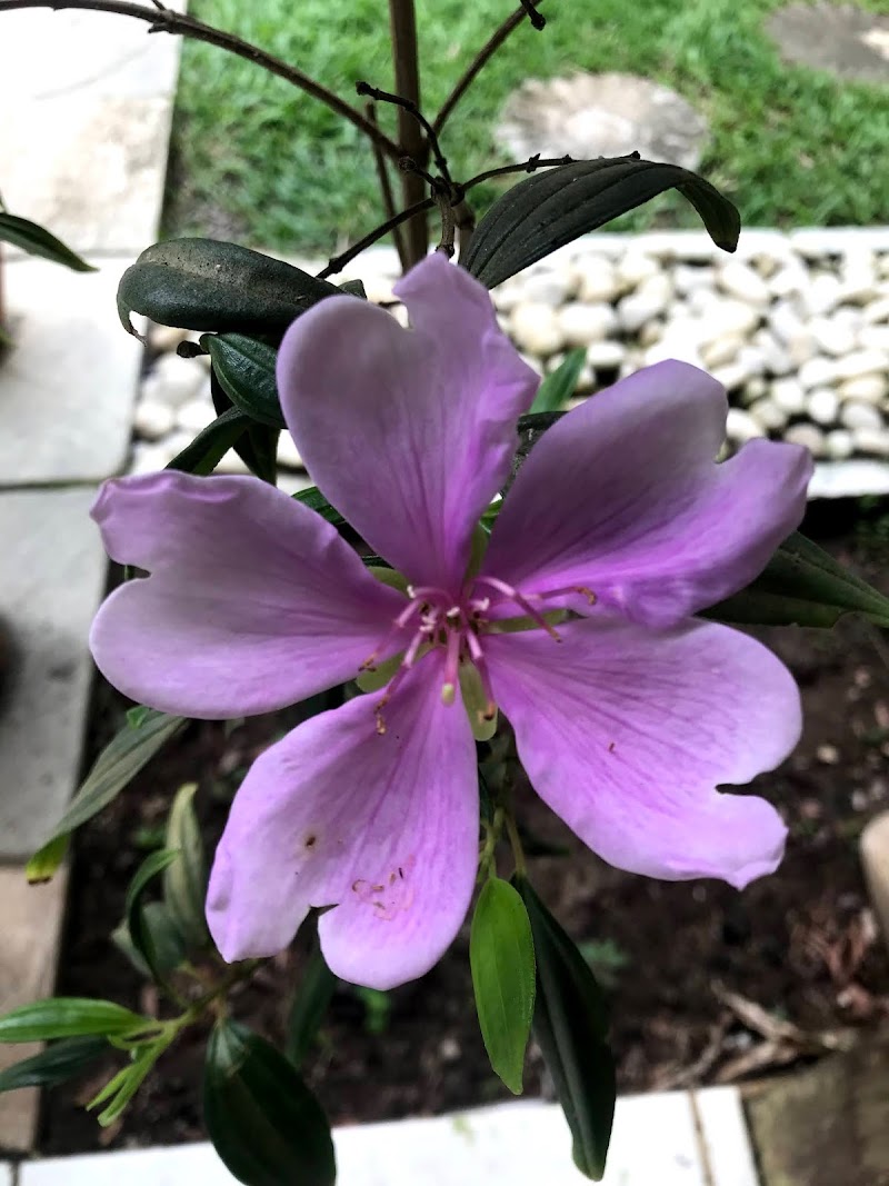 Flor ansiosa ou arbusto seco