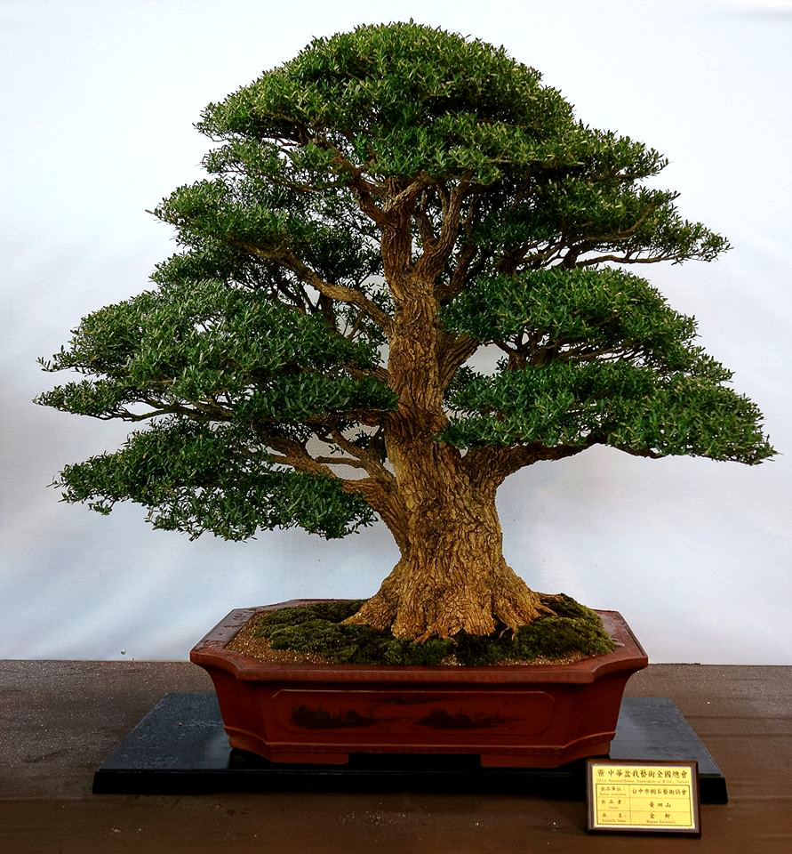 Inspirasi Gambar Bonsai Buxus