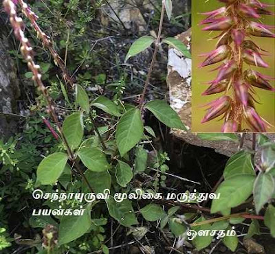 செந்நாயுருவி வேர், செந்நாயுருவி மூலிகை, செந்நாயுருவி செடி, செந்நாயுருவி in english, செந்நாயுருவி இலை, செந்நாயுருவி செடி, செந்நாயுருவி வேர், செந்நாயுருவி மூலிகை, செந்நாயுருவி விதை, செந்நாயுருவி வேர் தாயத்து, செந்நாயுருவி வேர் பயன்கள், செந்நாயுருவி பல் துலக்க, செந்நாயுருவி இலை பொடி, செந்நாயுருவி benefits, செந்நாயுருவி english name, செந்நாயுருவி in english, செந்நாயுருவி meaning, sen nayuruvi plant, sen nayuruvi powder, sen nayuruvi leaf benefits in tamil, sennayuruvi plant, sen nayuruvi flower, sen nayuruvi vithai, sen nayuruvi in telugu, sen nayuruvi in kannada, sen nayuruvi for weight loss, sen nayuruvi mooligai vasiyam, sennayuruvi mooligai maruthuvam, benefits of sen nayuruvi, uses of sen nayuruvi, benefits of sen nayuruvi leaf, images of sen nayuruvi, sen nayuruvi powder uses, sen nayuruvi payangal, sen nayuruvi seeds, sen nayuruvi mooligai tamil, sen nayuruvi plant uses in tamil, sen nayuruvi vidhai.