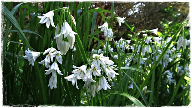 foraging for three cornered leeks in Cornwall