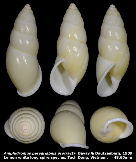 Amphidromus pervariabilis protracta 48.60mm