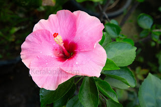 Floral Marvel: 88 Megapixel Marvel of a Pink Shoe Flower