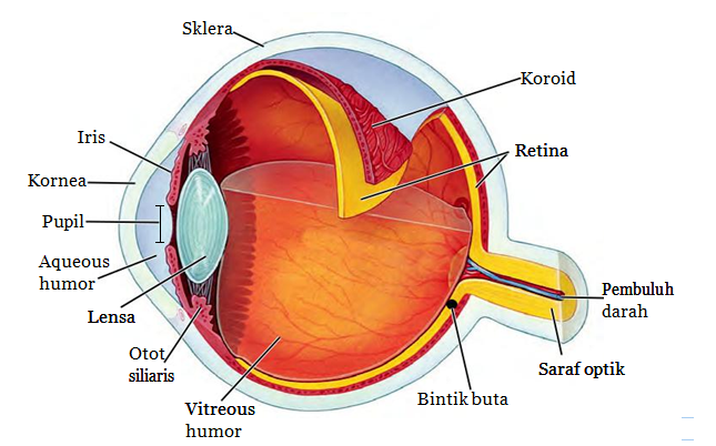 Info Baru 14+ Gambar Mata Manusia Dan Bagian Bagiannya