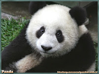 gambar panda