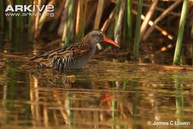 Austral Rail